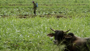 Nádej pre poľnohospodárov. Geneticky upravené mole majú ochrániť úrodu