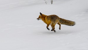 Krvavý nález: Neznámy pytliak strieľa líšky, pátrajú po ňom policajti aj poľovníci