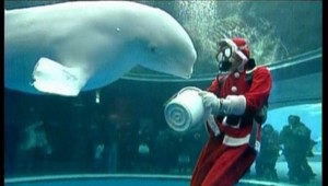 Santa Klaus nakŕmil veľrybu v akváriu