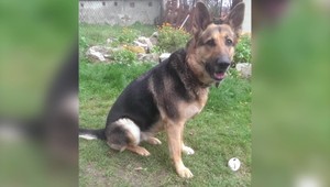 Po 7 rokoch si vypočul rozsudok za zastrelenie psa