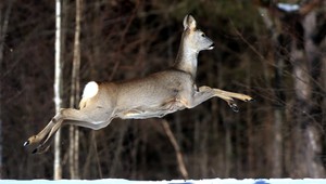 Keď zviera vbehne na cestu, nepanikárte. Takto postupujte