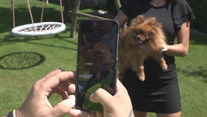 Túlavé psy už v Jelke problémom nie sú. Pomohla databáza