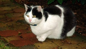 Kocúra priviazali v Nitre špagátom o kríky, zachránila ho náhoda