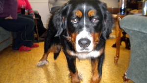 Pri Žiline sa stratila fenka bernského salašníckeho psa Baba!