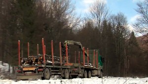 Štátna schizofrénia a neschopnosť v Poloninách. Odborník kritizuje ťažbu dreva v národnom parku
