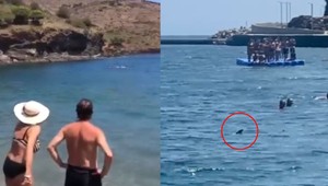 Rozruch na španielskej pláži spôsobili dva žraloky. Plávali v tesnej blízkosti ľudí