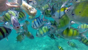 Turistka v Thajsku kŕmila ryby, hrozí jej väzenie