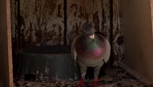 Majiteľ prichytil zlodeja pri čine. Kradol mu holuby