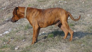 V Černíku sa stratil Adir, nevideli ste ho?