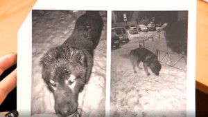 Rozzúrený kaukazský ovčiak zaútočil na kokršpaniela, aj jeho majiteľku