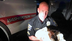 Policajt cisárskym rezom zachránil mláďa zrazenej srnky. Tá neprežila