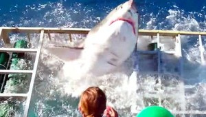 VIDEO: Žralok sa dostal k potápačovi do ochrannej klietky