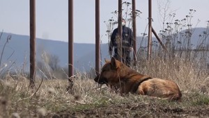 Zákaz reťazí pre psov: Majitelia čelia plnej zodpovednosti za škody a útoky