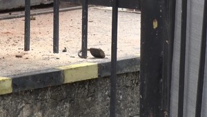 Spoločne vykrádali potraviny po celom Slovensku. Jeden z nich je stále na úteku