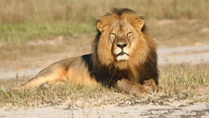 Obvinenie v kauze zastreleného Cecila. Zubár, ktorý ho strelil, to nie je