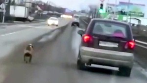 VIDEO: Vyhodil sučku za jazdy z auta. Bežala za ním kilometre až do vyčerpania