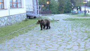 ŠOP chce meniť internú smernicu, podľa ktorej postupuje pri eliminácii medveďov