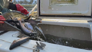 Chovná banka pstruhov: Vo Východnej chystajú ryby na predvianočný predaj