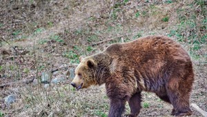 Medveď zaútočil na 27-ročného muža pri Prievidzi, skončil v nemocnici