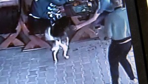 Čašníčku pohrýzol pes jedného z hostí. Jeho majiteľ po útoku odišiel