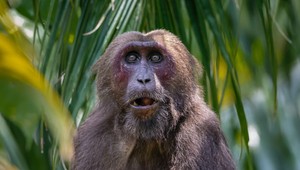 Opica poškodila transformátor a spôsobila výpadok elektrickej energie