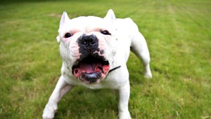 Po novom budú veterinári určovať aj to, či pes nie je nebezpečný