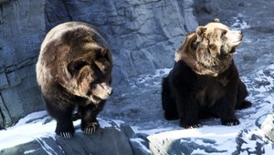 Central Park privítal dvoch medveďov grizzly