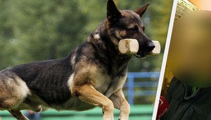 ROZHOVOR. Prečo som brutálne podrezal vlčiaka