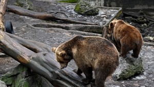 Obce na Liptove v pohotovosti: Dôvodom je zvýšený výskyt medveďa hnedého