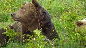 Medvede ohrozujú obyvateľov: Jediným riešením je podľa nich regulatívny odstrel