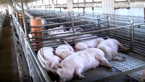 Africký mor ošípaných dosahuje na Slovensku kritický rozmer. Mičovský nevylučuje nasadenie ozbrojených zložiek