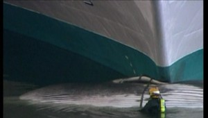 Zaoceánska loď zabila 20 metrového vráskavca ozrutného