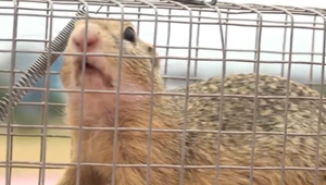 Pri letisku odchytávali sysle. Pre plánovanú výstavbu museli chlpáčov  premiestniť inam