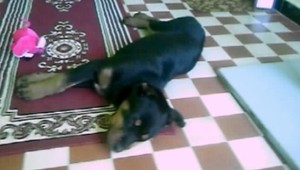 Rotvajlera Koru odvliekli do karanténnej stanice. A zmizla...