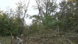Na Zemplínskej Šírave začínajú píliť stromy