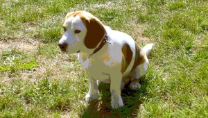 Pomôžte pri hľadaní bígla v Krškanoch, odmena istá!