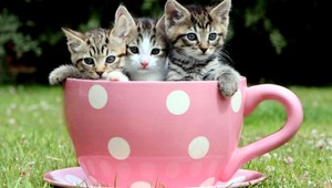 Mača spadlo do hlbokej šachty. Pomôcť museli aj hasiči