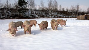 Dvaja muži zabili prasa, všetko nasnímala kamera