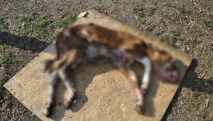 "Zvierací cintorín" farmára vyšiel draho: Vnútornosti vyhadzoval bez povolenia