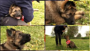 Malý štvornohý profesionál. Rodina záchranárskych psov sa rozrástla o Nema