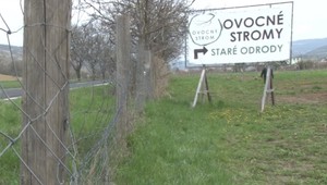 Pestovatelia z Považia sú zúfalí: Zlodeji im ukradli historické odrody ovocných stromov