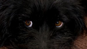 Vo vagóne, ktorý prevážal ťažkú guľatinu, našli zakliesneného psíka, strapáča nakoniec zachránili