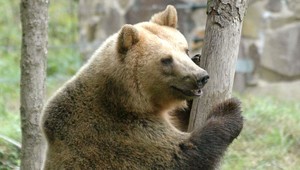 Išiel do práce a cestu mu skrížil medveď. Bardejovčan opisuje hrozivý moment