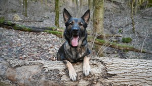 Zázrak na Vianoce: Stratená sučka našla cestu domov a labkou zazvonila na zvonček