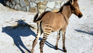 Keď sa zebra a osol zamilujú...