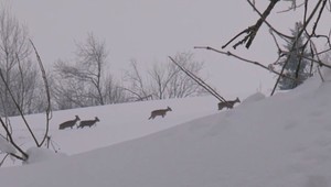 Sneh až po brucho. Ani srnky na Orave to nemajú ľahké