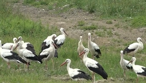Smetiakové bociany: Nemajú partnerov ani hniezdo, potravu zháňajú na netradičnom mieste