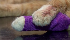 Do domu mu vbehla susedova mačka. Následne ju dobil palicou takmer na smrť, tvrdí svedok