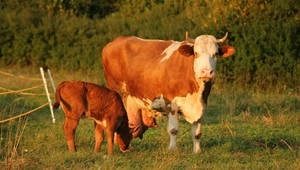 Farmári pre kvalitnejšie mlieko presúvajú kravy do maštalí