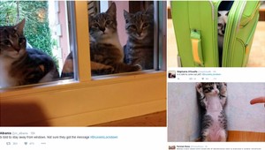 Belgičania odpovedali na policajnú raziu fotografiami mačiek na Twitteri